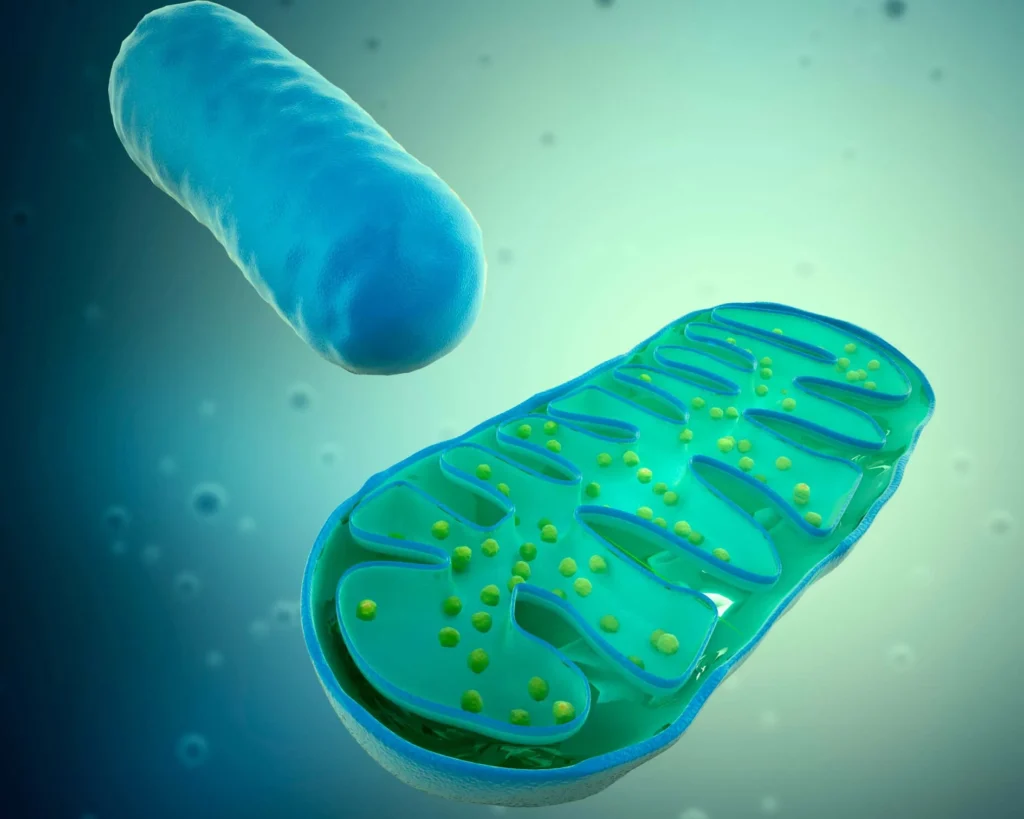 Mitochondria