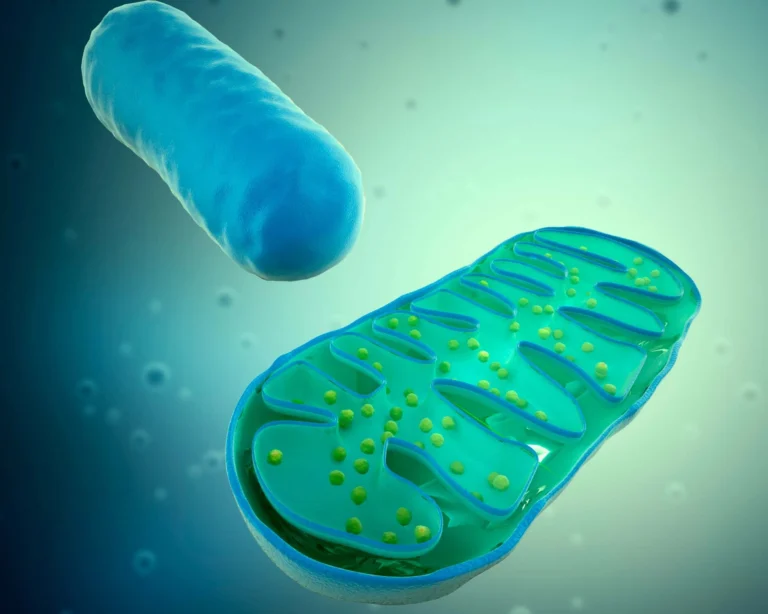 Mitochondria